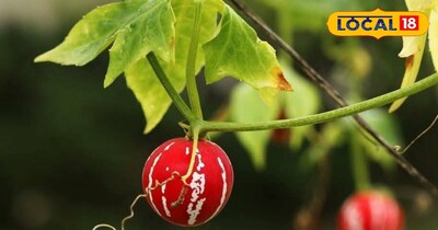 infertility, Shivlingi, Ayurvedic treatment, many ,ailments,