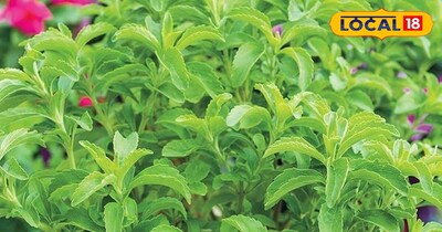 स्टीविया का पौधा 