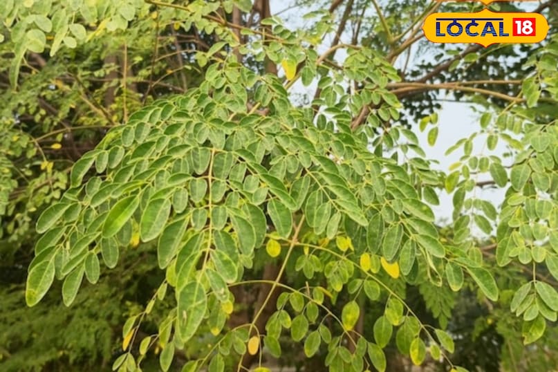 सहजन सेहत के लिए होता है फायदेमंद 