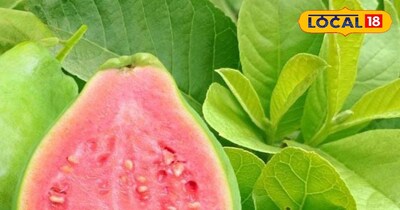 अमरूद के पत्ते सेहत के लिए होते हैं फायदेमंद।