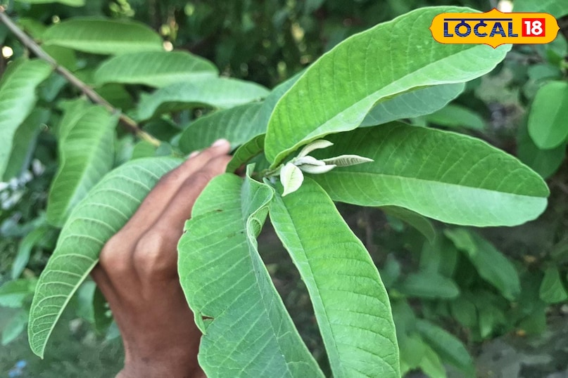 Moradabad news, hind news, local news, up news, मुरादाबाद समाचार, हिंदी समाचार, यूपी समाचार, लोकल समाचार।