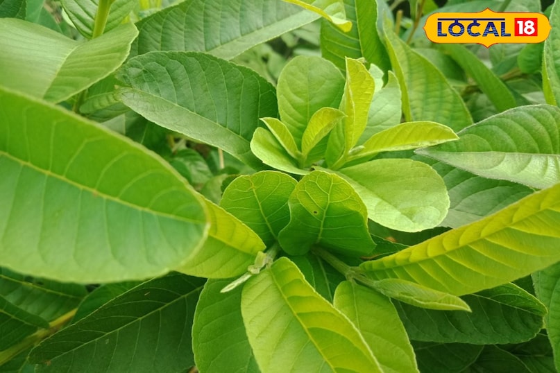 Moradabad news, hind news, local news, up news, मुरादाबाद समाचार, हिंदी समाचार, यूपी समाचार, लोकल समाचार।