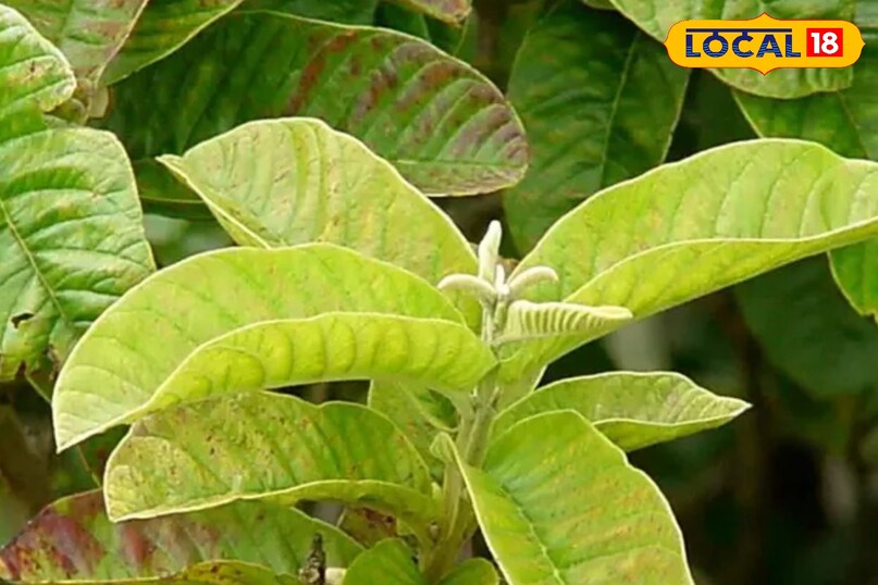 Moradabad news, hind news, local news, up news, मुरादाबाद समाचार, हिंदी समाचार, यूपी समाचार, लोकल समाचार।