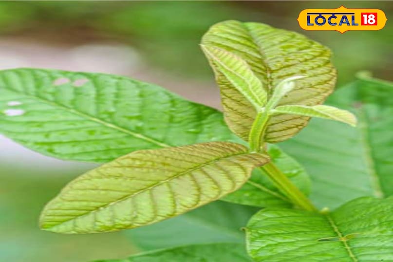 Moradabad news, hind news, local news, up news, मुरादाबाद समाचार, हिंदी समाचार, यूपी समाचार, लोकल समाचार।