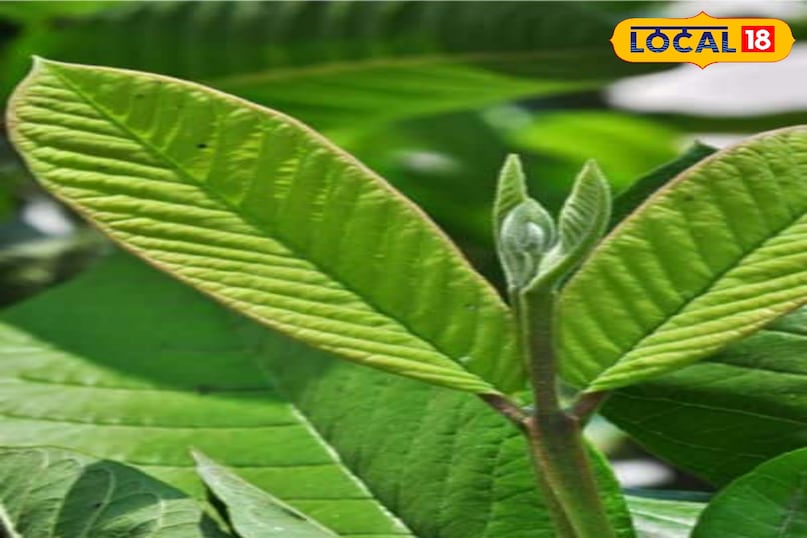 Moradabad news, hind news, local news, up news, मुरादाबाद समाचार, हिंदी समाचार, यूपी समाचार, लोकल समाचार।