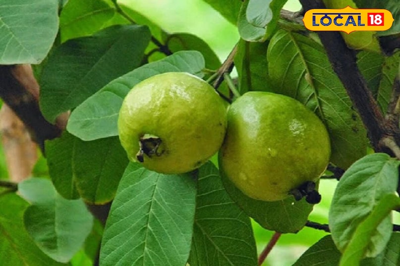 Moradabad news, hind news, local news, up news, मुरादाबाद समाचार, हिंदी समाचार, यूपी समाचार, लोकल समाचार।