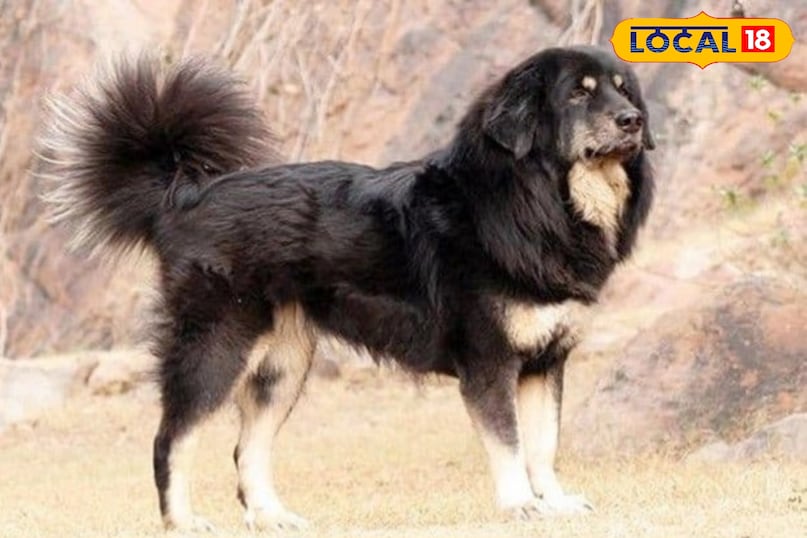 Where is it found in Kumaon? Where is it found in Kumaon?