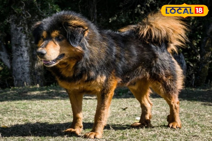 Reasons not to be afraid of even a tiger Reasons not to be afraid of even a tiger