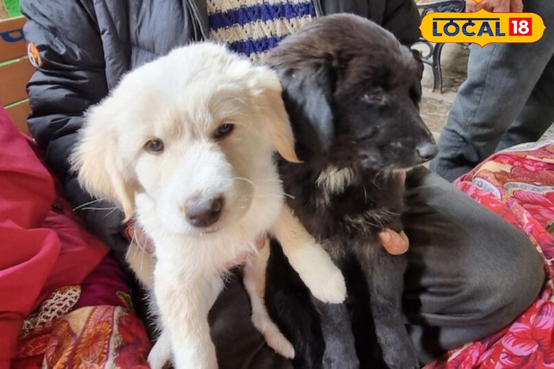 Why is it the heritage of Uttarakhand? Why is it the heritage of Uttarakhand?