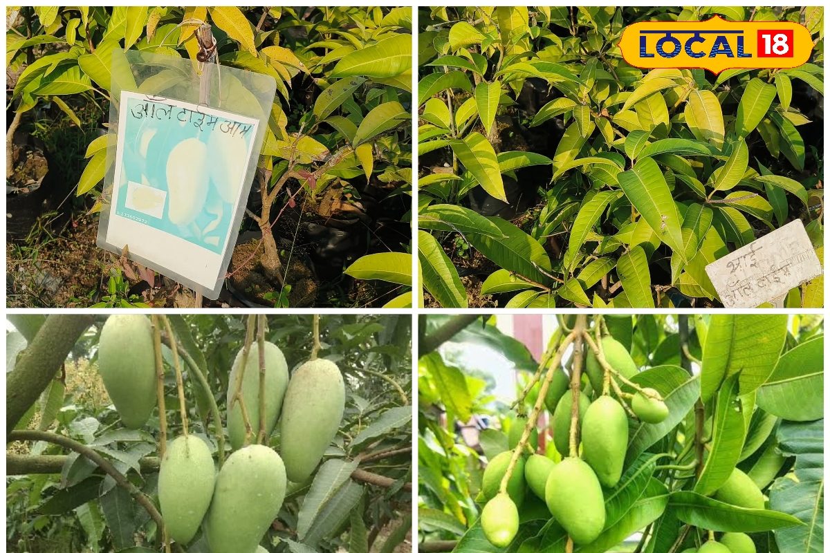 देर न करें! ठंड में लगाएं थाई आम के पौधे, 3 बार मिलेगी पैदावार, जानें फार्मूला