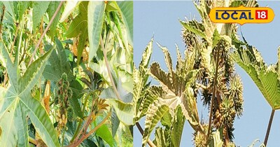 पुराने से पुराना दर्द हो जाएगा खत्म 