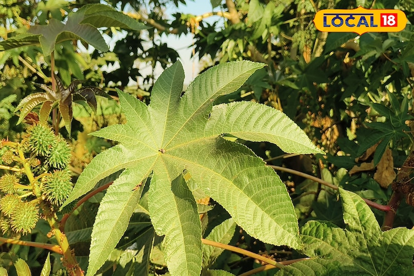 लोकल18, न्यूज18हिंदी, मध्य प्रदेश न्यूज, शिवपुरी न्यूज