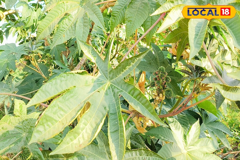 लोकल18, न्यूज18हिंदी, मध्य प्रदेश न्यूज, शिवपुरी न्यूज