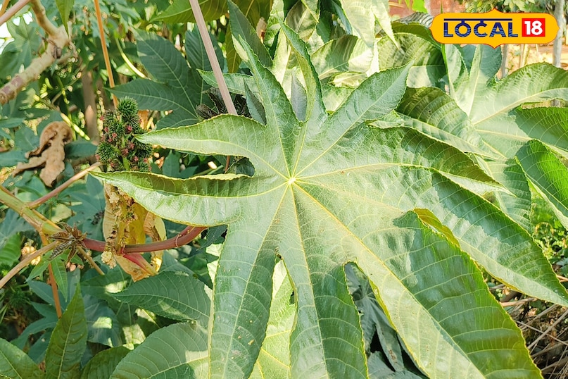 लोकल18, न्यूज18हिंदी, मध्य प्रदेश न्यूज, शिवपुरी न्यूज