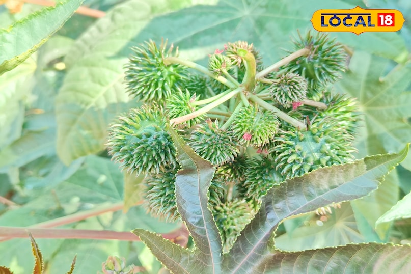 लोकल18, न्यूज18हिंदी, मध्य प्रदेश न्यूज, शिवपुरी न्यूज