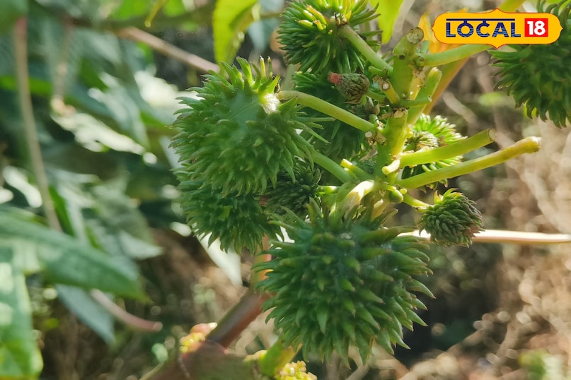 लोकल18, न्यूज18हिंदी, मध्य प्रदेश न्यूज, शिवपुरी न्यूज