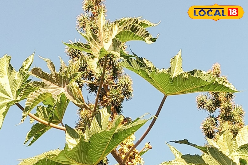 अरंड का पौधा: पहचान और पहली झलक