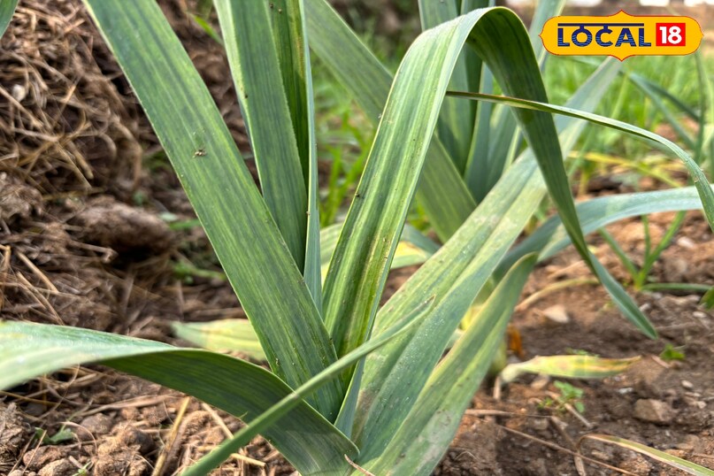 Special salt associated with the traditional kitchen of the mountains