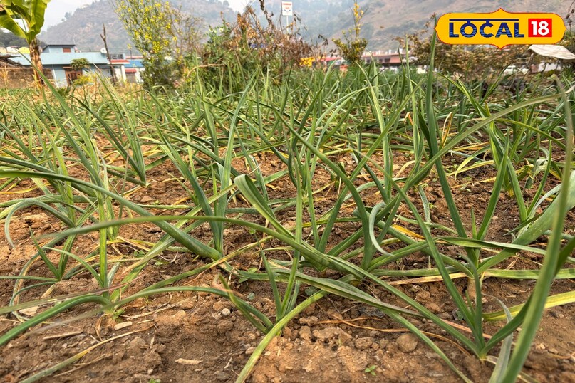 Tastes so good that you forget your normal salt. 