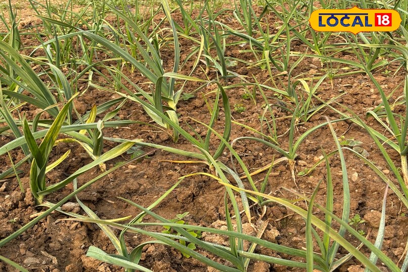 Beneficial for health as well 