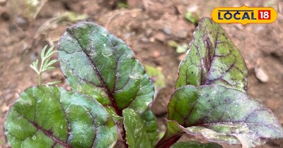 चुकंदर के पत्तों का साग 