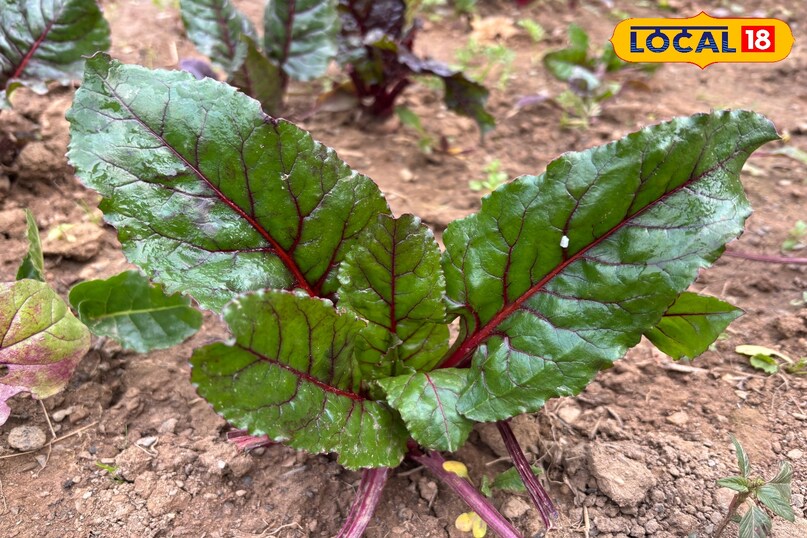Beet leaves are a treasure trove of nutrients