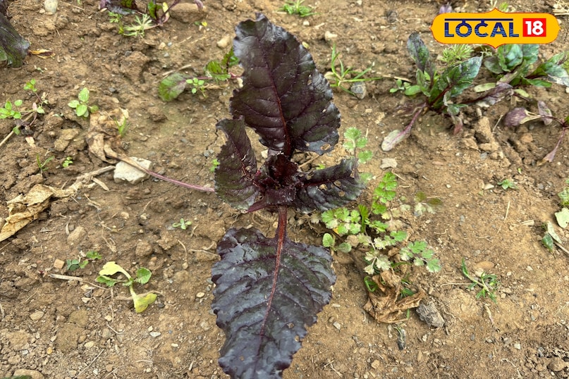 Can be recognized as a desi superfood