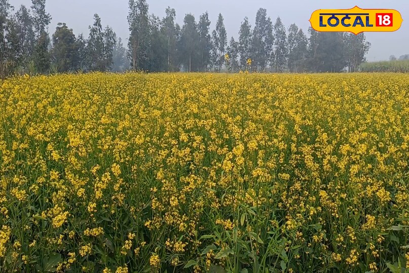 सरसों की फसल से अच्छा उत्पादन कैसे लें, सरसों की फसल की देखभाल कैसे करें, जनवरी महीने में सरसों की देखभाल कैसे करें, सर्दियों के मौसम में सरसों की फसल की देखभाल कैसे करें, लोकल 18, How to get good production from mustard crop, how to take care of mustard crop, how to take care of mustard in the month of January, how to take care of mustard crop in winter season, Local 18