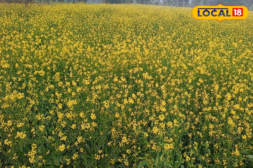सरसों की फसल से अच्छा उत्पादन कैसे लें, सरसों की फसल की देखभाल कैसे करें, जनवरी महीने में सरसों की देखभाल कैसे करें, सर्दियों के मौसम में सरसों की फसल की देखभाल कैसे करें, लोकल 18, How to get good production from mustard crop, how to take care of mustard crop, how to take care of mustard in the month of January, how to take care of mustard crop in winter season, Local 18