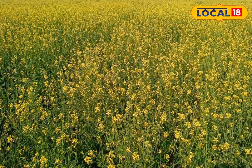 सरसों की फसल से अच्छा उत्पादन कैसे लें, सरसों की फसल की देखभाल कैसे करें, जनवरी महीने में सरसों की देखभाल कैसे करें, सर्दियों के मौसम में सरसों की फसल की देखभाल कैसे करें, लोकल 18, How to get good production from mustard crop, how to take care of mustard crop, how to take care of mustard in the month of January, how to take care of mustard crop in winter season, Local 18