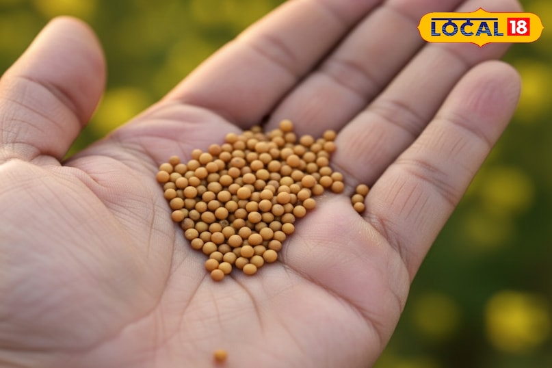 सरसों की फसल से अच्छा उत्पादन कैसे लें, सरसों की फसल की देखभाल कैसे करें, जनवरी महीने में सरसों की देखभाल कैसे करें, सर्दियों के मौसम में सरसों की फसल की देखभाल कैसे करें, लोकल 18, How to get good production from mustard crop, how to take care of mustard crop, how to take care of mustard in the month of January, how to take care of mustard crop in winter season, Local 18