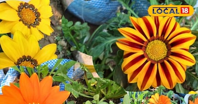 धूप देखते ही खिल उठता है ये फूल कम पानी, ज़्यादा रंग और सर्दियों की असली पहचान