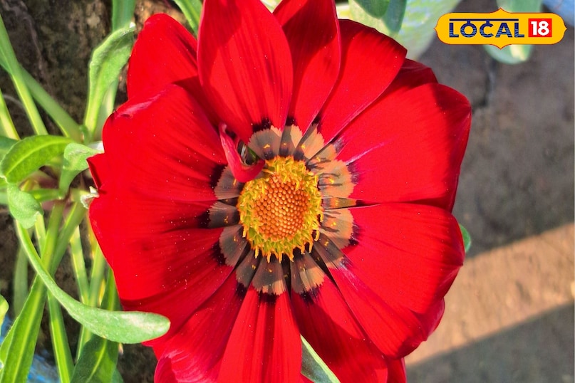 गजनिया फूल, गजनिया की किस्में, गजनिया प्लांट, सर्दियों के फूल, धूप में खिलने वाला फूल, गार्डन फ्लावर, कम पानी में उगने वाले फूल, गमले में उगने वाले फूल,winter flowers in India, sun loving flowers, low water plants, garden flowers, flowering plants for pots, ornamental plants, African daisy