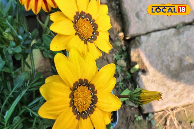 धूप में खिलने वाला फूल, गार्डन फ्लावर, कम पानी में उगने वाले फूल, गमले में उगने वाले फूल, सजावटी फूल, साउथ अफ्रीका का फूल, नर्सरी फूल, sun loving flowers, low water plants, garden flowers, flowering plants for pots, ornamental plants, Ghazipur news 