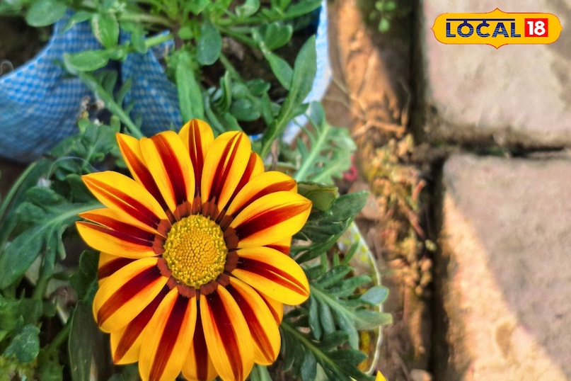 फूल, धूप में खिलने वाला फूल, गार्डन फ्लावर, कम पानी में उगने वाले फूल, गमले में उगने वाले फूल, सजावटी फूल, साउथ अफ्रीका का फूल, नर्सरी फूल, गार्डनिंग टिप्स हिंदी,African daisy, easy gardening plants, winter gardening tips