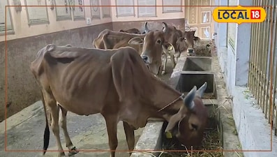 पशुपालक घर पर ही तैयार करें पौष्टिक पशु आहार, मवेशियों में बढ़ेगा दूध उत्पादन