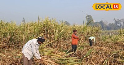 गन्ने की कटाई 