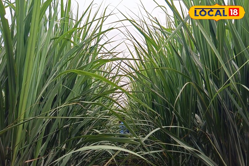 गन्ने की फसल से अच्छा उत्पादन कैसे लें, गन्ने की कटाई कैसे करें, गन्ने की कटाई करते समय किन बातों का ध्यान रखें, गन्ने की फसल से अच्छी आमदनी कैसे लें, लोकल 18, How to get good production from sugarcane crop, how to harvest sugarcane, what things to keep in mind while harvesting sugarcane, how to get good income from sugarcane crop, Local 18