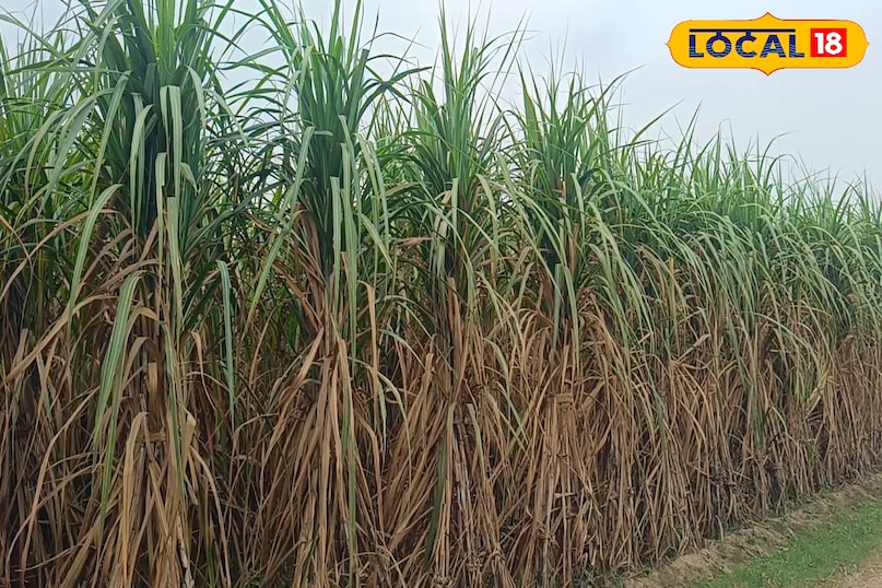 गन्ने की फसल से अच्छा उत्पादन कैसे लें, गन्ने की कटाई कैसे करें, गन्ने की कटाई करते समय किन बातों का ध्यान रखें, गन्ने की फसल से अच्छी आमदनी कैसे लें, लोकल 18, How to get good production from sugarcane crop, how to harvest sugarcane, what things to keep in mind while harvesting sugarcane, how to get good income from sugarcane crop, Local 18