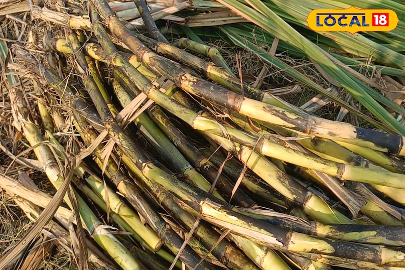 गन्ने की फसल से अच्छा उत्पादन कैसे लें, गन्ने की कटाई कैसे करें, गन्ने की कटाई करते समय किन बातों का ध्यान रखें, गन्ने की फसल से अच्छी आमदनी कैसे लें, लोकल 18, How to get good production from sugarcane crop, how to harvest sugarcane, what things to keep in mind while harvesting sugarcane, how to get good income from sugarcane crop, Local 18
