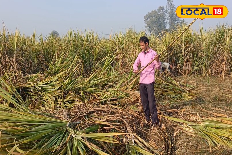 गन्ने की फसल से अच्छा उत्पादन कैसे लें, गन्ने की कटाई कैसे करें, गन्ने की कटाई करते समय किन बातों का ध्यान रखें, गन्ने की फसल से अच्छी आमदनी कैसे लें, लोकल 18, How to get good production from sugarcane crop, how to harvest sugarcane, what things to keep in mind while harvesting sugarcane, how to get good income from sugarcane crop, Local 18