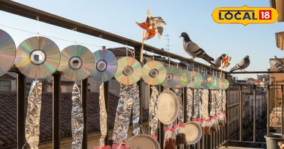 कबूतरों को दूर करने का सुरक्षित उपाय...