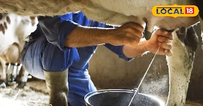 डेयरी फार्मिंग टिप्स: सर्दियों में गाय-भैंस के दूध की न होगी कमी
