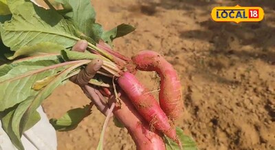 बाजार से खरीदने की क्या जरूरत जब घर के छोटी सी एरिया में ही गुलाबी मूली उगा सकते