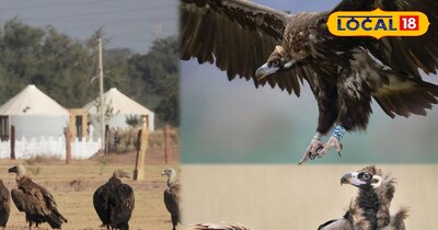 सर्दियों में सात समंदर पार से आए शिकारी पक्षी,जैसलमेर को बनाया ठिकाना