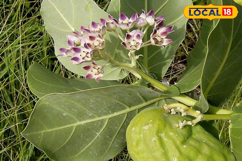 मदार मदार