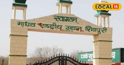 माधव टाइगर रिजर्व में खुशखबरी