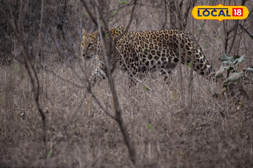 लोकल18, न्यूज18हिंदी, मध्य प्रदेश न्यूज, शिवपुरी न्यूज