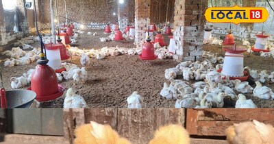 मुर्गियों की तस्वीर