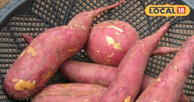  सर्दियों में बेहद फायदेमंद है शकरकंद 